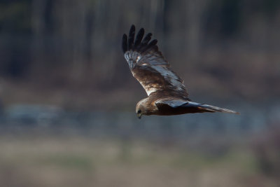 Sivhauk. Western Marsh-Harrier