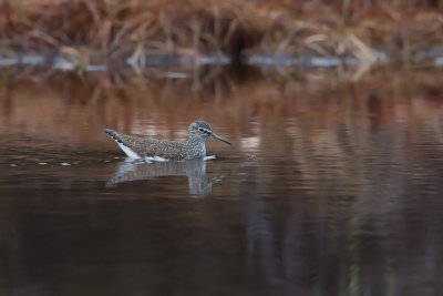 Green Sandpiper. Skogsnipe