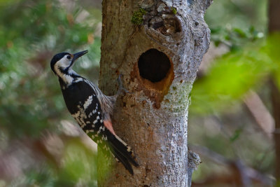 White-backed Woodpecker. Hvitryggspett. Female