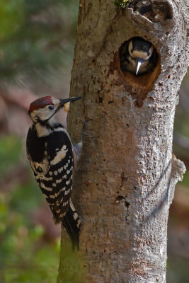 White-backed Woodpecker. Hvitryggspett. Male