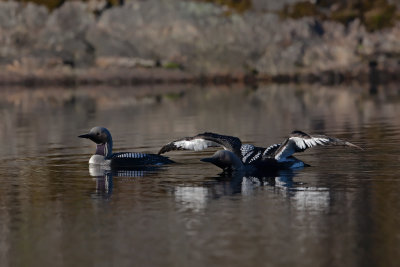 Black-throated Loon. Storlom