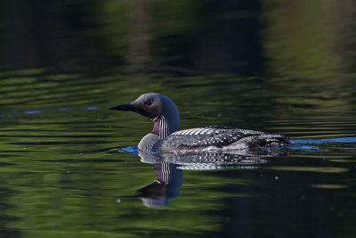 Black-throated Loon. Storlom