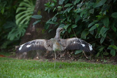 Bush Stone-curlew. Styltetriel 