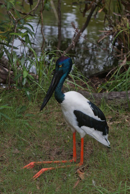 Black-necked Stork. Svarthalsstork