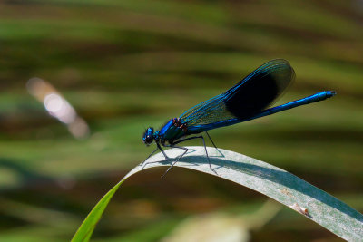 Banded Demoiselle, Blåbåndvannymfe, Calopteryx splendens