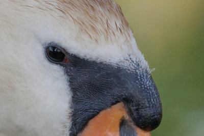 Mute Swan, Knoppsvane