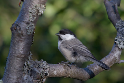 Willow Tit. Granmeis