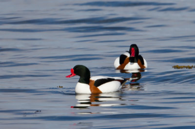 Common Shelduck. Gravand