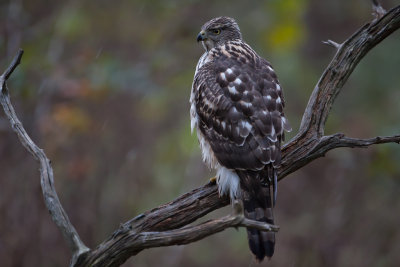 Northern Goshawk. Hnsehauk