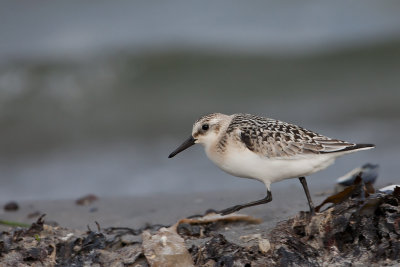 Sanderling. Sandlper