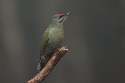 Grey-headed Woodpecker, Male. Grspett