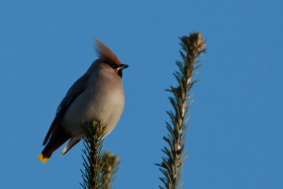 Bohemian Waxwing. Sidensvans 