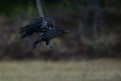 Raven. Ravn