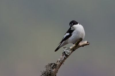 Pied Flycatcher. Svarthvit fluesnapper