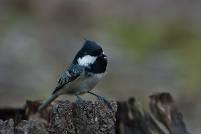 Coal Tit. Svartmeis