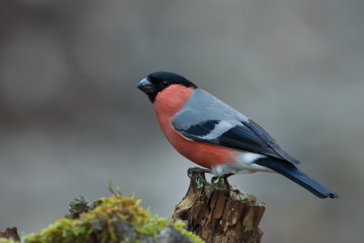 Bullfinch. Dompapp