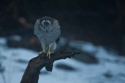 Northern Goshawk. Hnsehauk