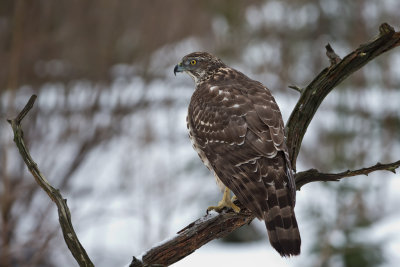 Northern Goshawk, Female. Hnsehauk