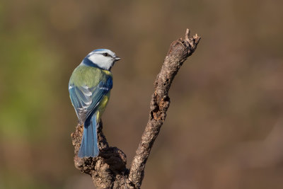 Blue Tit, Blåmeis