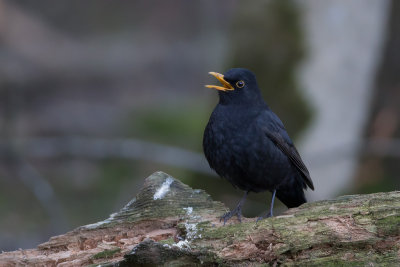 Common Blackbird. Svarttrost