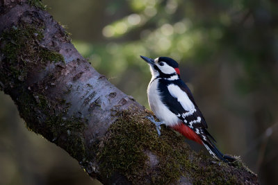 Great-spotted woodpecker. Flaggspett