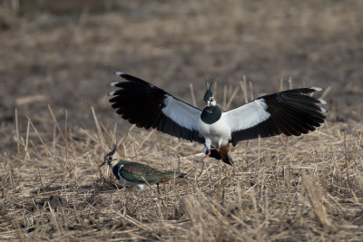 Northern Lapwing, Vipe