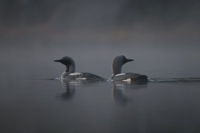 Black-throated Loon. Storlom