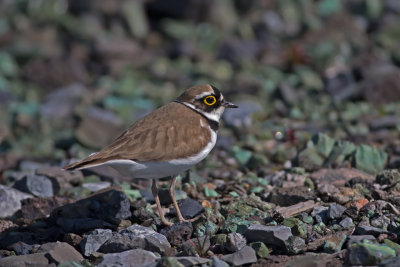 Little Ringed Plover. Dverglo