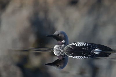 Black-throated Loon. Storlom