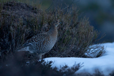 Black Grouse; Female. Orrfugl