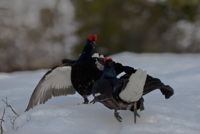 Black Grouse. Orrfugl