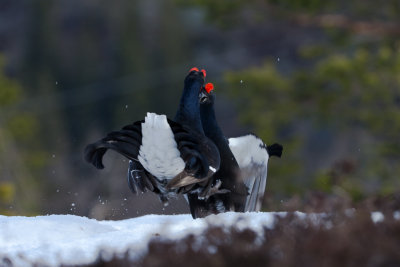 Black Grouse. Orrfugl