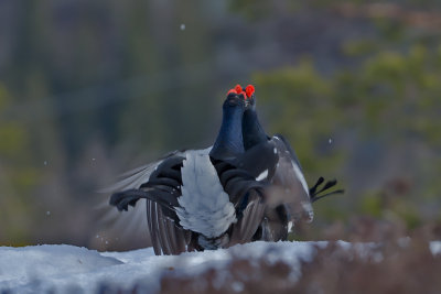 Black Grouse. Orrfugl