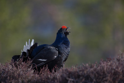 Black Grouse. Orrfugl