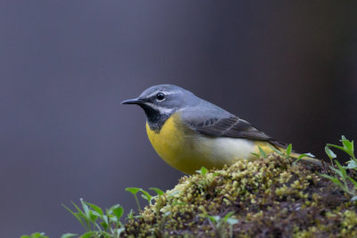 Grey Wagtail, Vintererle