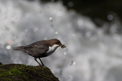 White-throated Dipper. Fossekall