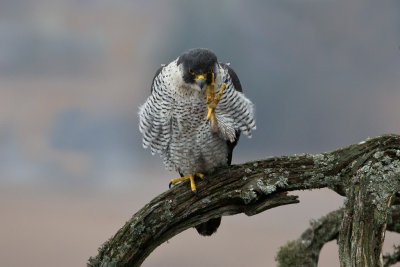 Peregrine Falcon. Vandrefalk