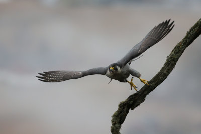 Peregrine Falcon. Vandrefalk