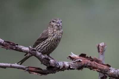 Red crossbill. Grankorsnebb, Female