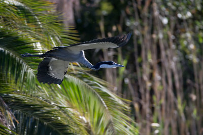 Black Headed Heron