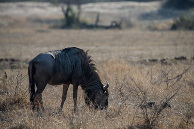 Blue Wildebeest