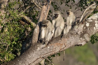 Vervet Monkey