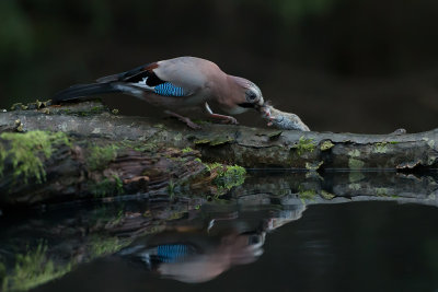 Eurasian Jay, Ntteskrike