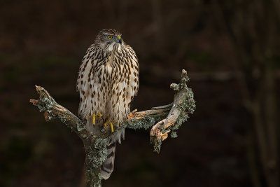 Northern Goshawk. Hnsehauk