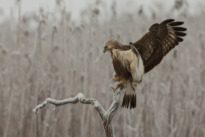 Rough-legged Buzzard. Fjellvk