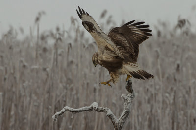 Rough-legged Buzzard. Fjellvk