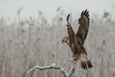 Rough-legged Buzzard. Fjellvk