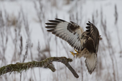 Rough-legged Buzzard. Fjellvk