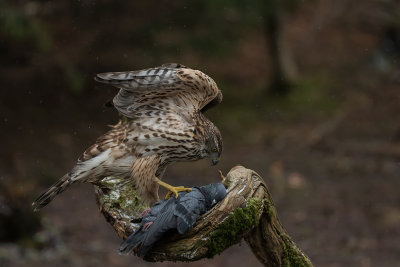 Northern Goshawk. Hnsehauk