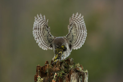 Eurasian Pygmy Owl - Spurveugle
